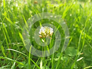 Trifolium repens, theÂ white clover (also known asÂ Dutch clover,Â Ladino clover, orÂ Ladino) photo